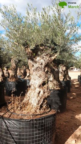 OLEA EUROPAEA-BONSAI-ALTO 270/350 120/140 TR