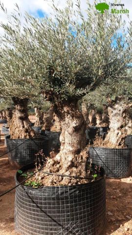 OLEA EUROPAEA-BONSAI-ALTO 270/350 120/140 TR