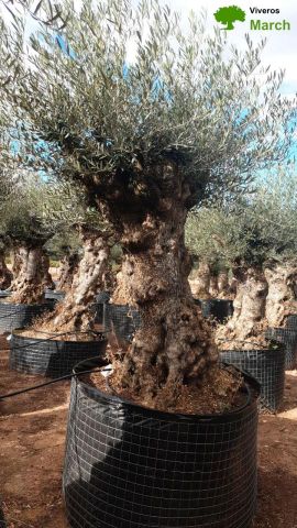 OLEA EUROPAEA-BONSAI-ALTO 270/350 120/140 TR