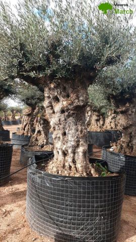 OLEA EUROPAEA-BONSAI-ALTO 270/350 120/140 TR