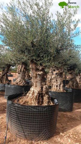 OLEA EUROPAEA-BONSAI-ALTO 270/350 120/140 TR
