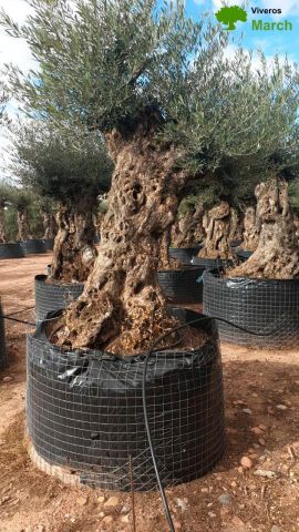 OLEA EUROPAEA-BONSAI-ALTO 270/350 120/140 TR