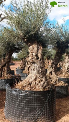 OLEA EUROPAEA-BONSAI-ALTO 270/350 120/140 TR