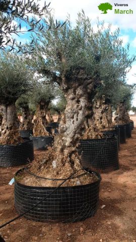 OLEA EUROPAEA-BONSAI-ALTO 270/350 120/140 TR
