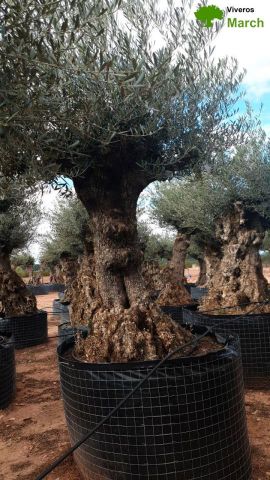 OLEA EUROPAEA-BONSAI-ALTO 270/350 120/140 TR