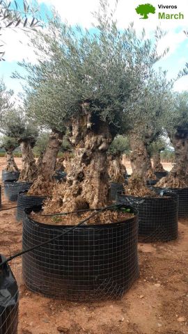 OLEA EUROPAEA-BONSAI-ALTO 270/350 120/140 TR