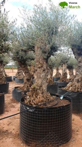 OLEA EUROPAEA-BONSAI-ALTO 270/350 120/140 TR