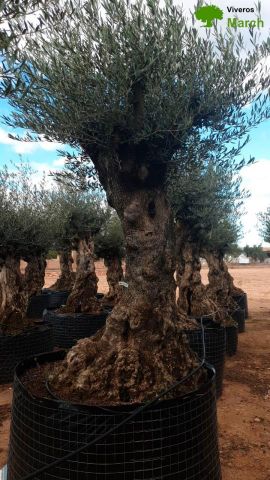 OLEA EUROPAEA-BONSAI-ALTO 270/350 120/140 TR