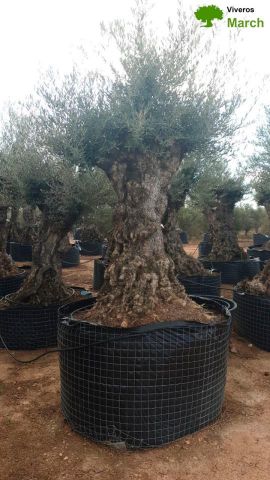 OLEA EUROPAEA-BONSAI-ALTO 270/350 120/140 TR