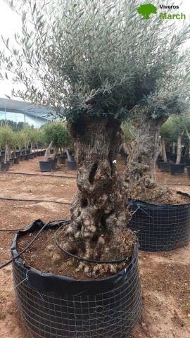 OLEA EUROPAEA-BONSAI-ALTO 270/350 120/140 TR