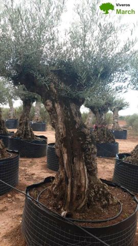 OLEA EUROPAEA-BONSAI-ALTO 270/350 120/140 TR