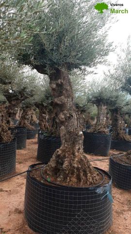 OLEA EUROPAEA-BONSAI-ALTO 270/350 120/140 TR