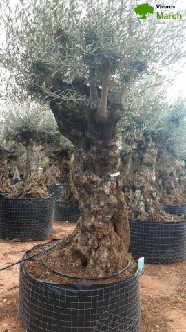 OLEA EUROPAEA-BONSAI-ALTO 270/350 120/140 TR