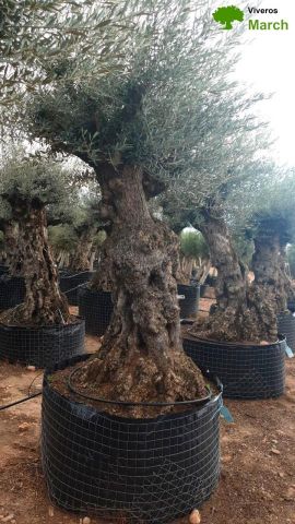 OLEA EUROPAEA-BONSAI-ALTO 270/350 120/140 TR