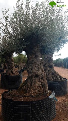 OLEA EUROPAEA-BONSAI-ALTO 270/350 120/140 TR