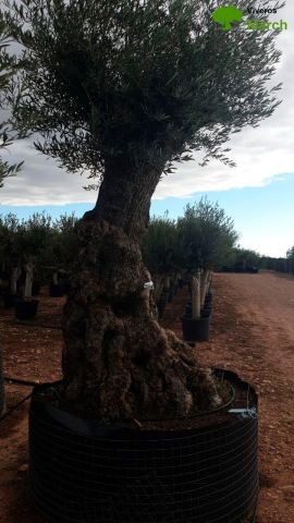 OLEA EUROPAEA-BONSAI-ALTO 270/350 120/140 TR