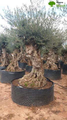 OLEA EUROPAEA-BONSAI-ALTO 270/350 120/140 TR