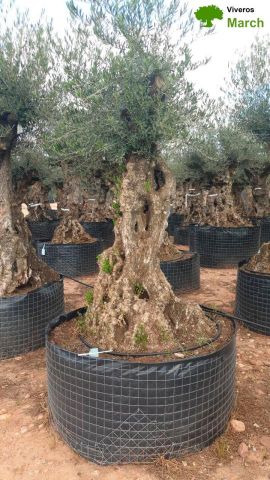 OLEA EUROPAEA-BONSAI-ALTO 270/350 120/140 TR