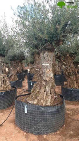 OLEA EUROPAEA-BONSAI-ALTO 270/350 120/140 TR