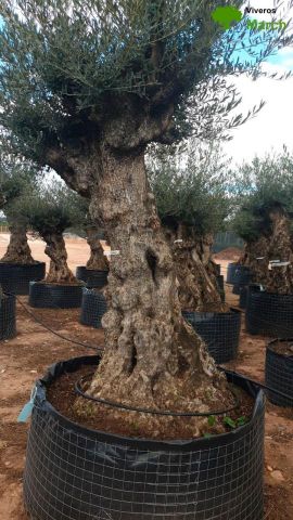 OLEA EUROPAEA-BONSAI-ALTO 270/350 120/140 TR