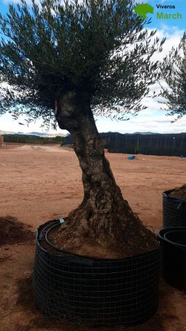 OLEA EUROPAEA-BONSAI-ALTO 270/350 120/140 TR