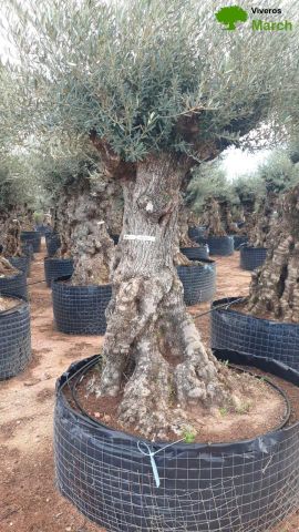 OLEA EUROPAEA-BONSAI-ALTO 270/350 120/140 TR