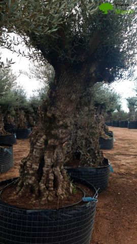 OLEA EUROPAEA-BONSAI-ALTO 270/350 120/140 TR