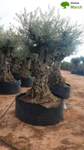 OLEA EUROPAEA-BONSAI-ALTO 270/350 120/140 TR