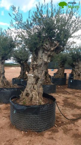 OLEA EUROPAEA-BONSAI-ALTO 270/350 120/140 TR