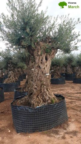 OLEA EUROPAEA-BONSAI-ALTO 270/350 120/140 TR
