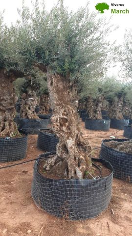 OLEA EUROPAEA-BONSAI-ALTO 270/350 120/140 TR