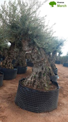OLEA EUROPAEA-BONSAI-ALTO 270/350 120/140 TR