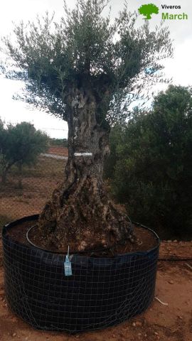 OLEA EUROPAEA-BONSAI-ALTO 270/350 120/140 TR