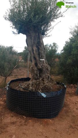 OLEA EUROPAEA-BONSAI-ALTO 270/350 120/140 TR