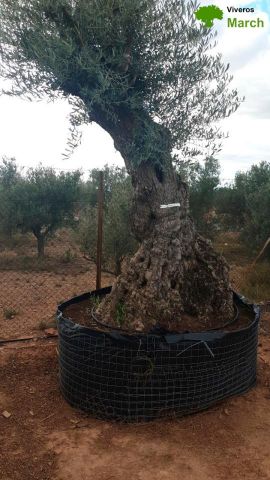 OLEA EUROPAEA-BONSAI-ALTO 270/350 120/140 TR