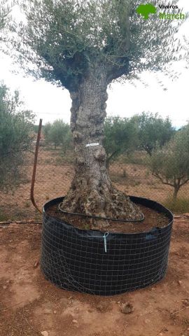 OLEA EUROPAEA-BONSAI-ALTO 270/350 120/140 TR