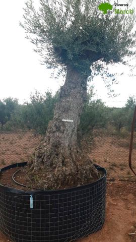 OLEA EUROPAEA-BONSAI-ALTO 270/350 120/140 TR