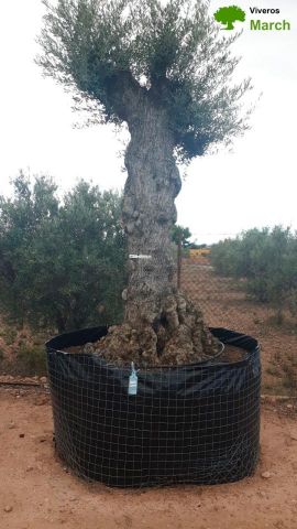OLEA EUROPAEA-BONSAI-ALTO 270/350 120/140 TR