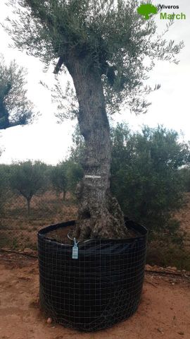 OLEA EUROPAEA-BONSAI-ALTO 270/350 120/140 TR