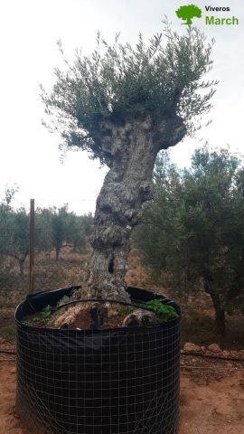 OLEA EUROPAEA-BONSAI-ALTO 270/350 120/140 TR
