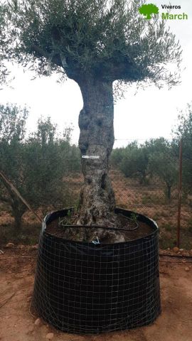 OLEA EUROPAEA-BONSAI-ALTO 270/350 120/140 TR