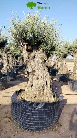 OLEA EUROPAEA-BONSAI-ALTO 270/350 120/140 TR