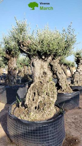 OLEA EUROPAEA-BONSAI-ALTO 270/350 120/140 TR