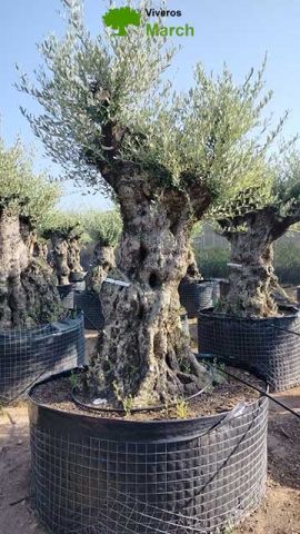 OLEA EUROPAEA-BONSAI-ALTO 270/350 120/140 TR