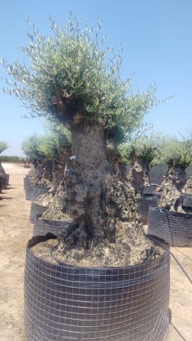 OLEA EUROPAEA-BONSAI-ALTO 270/350 120/140 TR