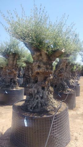 OLEA EUROPAEA-BONSAI-ALTO 270/350 120/140 TR