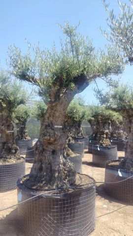 OLEA EUROPAEA-BONSAI-ALTO 270/350 120/140 TR
