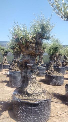 OLEA EUROPAEA-BONSAI-ALTO 270/350 120/140 TR