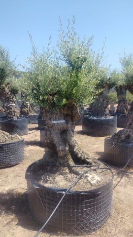 OLEA EUROPAEA-BONSAI-ALTO 270/350 120/140 TR