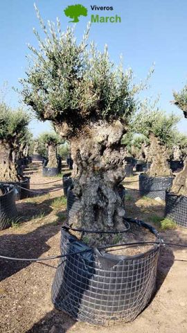OLEA EUROPAEA-BONSAI-ALTO 270/350 120/140 TR